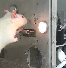 The rat in the Skinner box may cogitate little on why they have to press a lever for food, but human beings try to make sense of what is happening to them in ways which alter its impacts